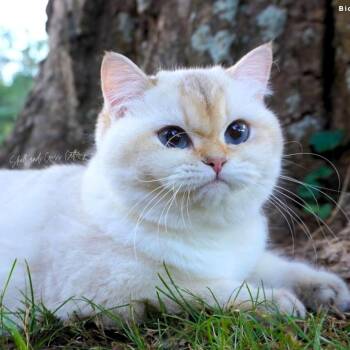 Bianca -  British Shorthair Cat for Adoption in Brownsboro, Alabama - Bianca | PetCurious