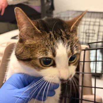 Snowball -  Domestic Short Hair Cat for Adoption in Charlottesville, Virginia - Snowball | PetCurious
