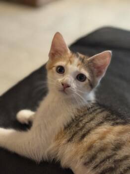 American Shorthair Cats Available for Adoption - Pickle | PetCurious