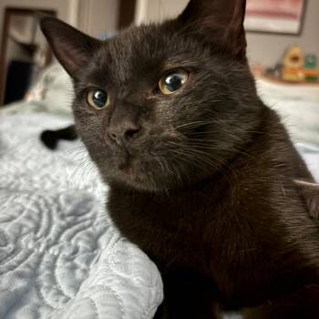 Domestic Short Hair Cats Available for Adoption in Mantua Township, New Jersey - Pepper | PetCurious