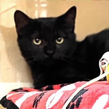 Daisy 54273 -  Domestic Short Hair Cat for Adoption in Las Vegas, Nevada - Daisy 54273 | PetCurious