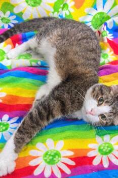 Domestic Short Hair Cats Available for Adoption - Bangarang | PetCurious