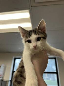 Gato -  Domestic Short Hair Cat for Adoption in West Chester, Pennsylvania - Gato | PetCurious