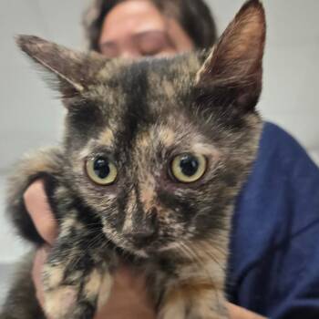 Tortilla -  Domestic Short Hair Cat for Adoption in Newark, New Jersey - Tortilla | PetCurious
