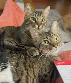 Rescue Domestic Short Hair Cats for Adoption in Minneapolis, Minnesota - Maciera C4596 & Marcel C4595 (Bonded Pair) | PetCurious