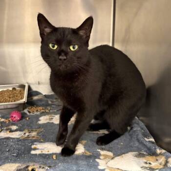 Domestic Short Hair Cats Available for Adoption in Beaumont, Texas - Midnight | PetCurious