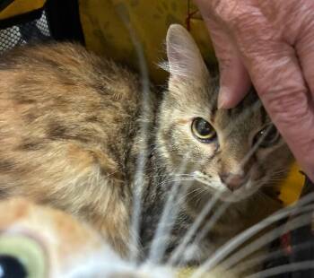 Lily -  Domestic Short Hair Cat for Adoption in Cincinnati, Ohio - Lily | PetCurious