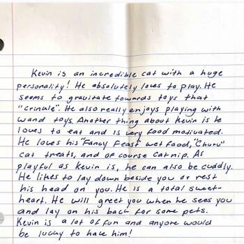 Domestic Short Hair Cats Available for Adoption in Kyle, Texas - KEVIN | PetCurious