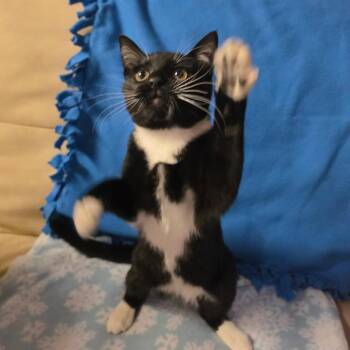 WAYNE -  Domestic Short Hair Cat for Adoption in Graham, Washington - WAYNE | PetCurious