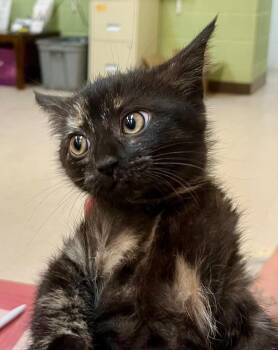 Moonpie -  Domestic Short Hair Cat for Adoption in Burnsville, North Carolina - Moonpie | PetCurious