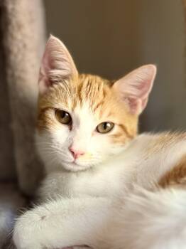 Rescue Tabby Cats for Adoption in Mount Meigs, Alabama - Butter | PetCurious