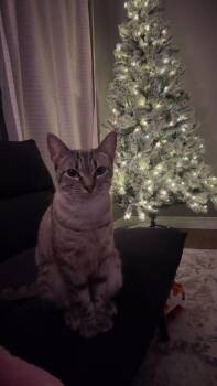 Peanut -  Siamese Cat for Adoption in Mount Pleasant, Texas - Peanut | PetCurious