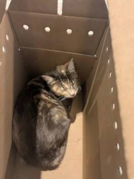 Domestic Short Hair Cats Available for Adoption - Tormenta | PetCurious