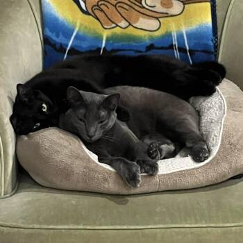 Nightstar -  Domestic Short Hair Cat for Adoption in Denver, Colorado - Nightstar | PetCurious