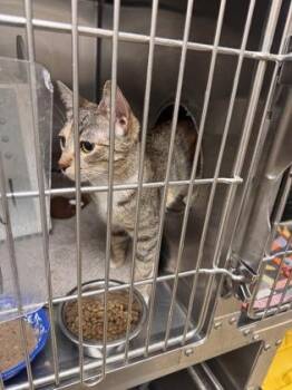 Lexi -  Domestic Short Hair Cat for Adoption in Longmont, Colorado - Lexi | PetCurious