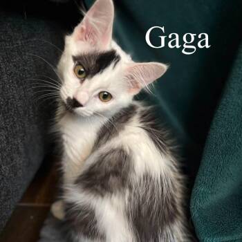 Gaga (Bonded with Lady) -  Domestic Long Hair Cat for Adoption in San Tan Valley, Arizona - Gaga (Bonded With Lady) | PetCurious