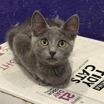 Rescue Russian Blue and Domestic Short Hair Cats for Adoption in Antioch, California - Booski | PetCurious