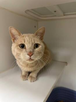 Blondee -  Domestic Short Hair Cat for Adoption in Johnson City, Tennessee - Blondee | PetCurious