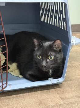 Domestic Short Hair Cats Available for Adoption in Wheaton, Illinois - Hal (2 Paw Declaw) | PetCurious