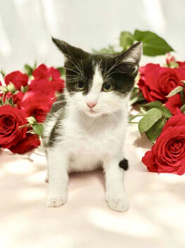 Rescue Domestic Short Hair Cats for Adoption in Camden, South Carolina - Scanner (Available For Pre-adoption) | PetCurious