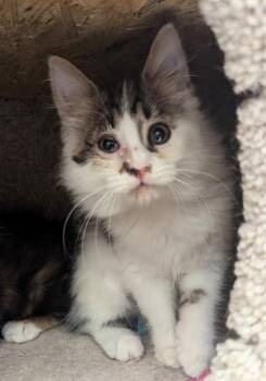 Jessa -  Domestic Long Hair Cat for Adoption in Ruskin, Florida - Jessa | PetCurious