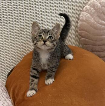 Squirtle -  Domestic Short Hair Cat for Adoption in Slidell, Louisiana - Squirtle | PetCurious