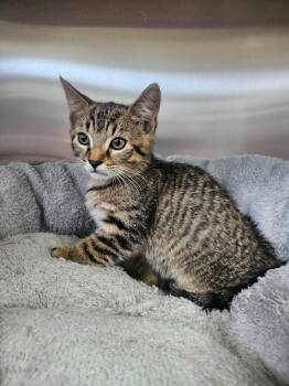 Domestic Short Hair Cats Available for Adoption in Maryville, Tennessee - Grubsy | PetCurious