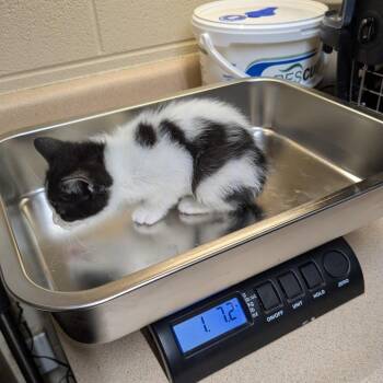 Domestic Short Hair Cats Available for Adoption - Amy | PetCurious