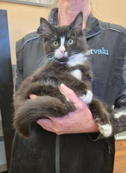 Vinny -  Tuxedo Cat for Adoption in Hamilton, Ontario - Vinny | PetCurious