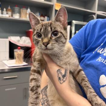 Jewels -  Siamese Cat for Adoption in Greensboro, North Carolina - Jewels | PetCurious