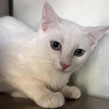 Ashe -  Domestic Medium Hair Cat for Adoption in Reno, Nevada - Ashe | PetCurious