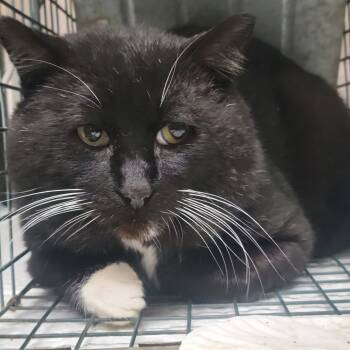 Rescue Domestic Short Hair Cats for Adoption in Rochester, Minnesota - Walrus | PetCurious