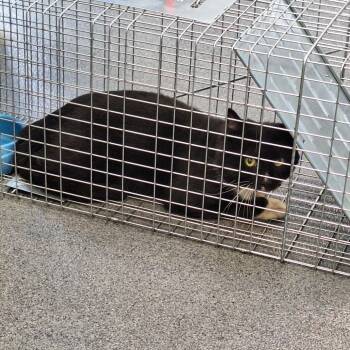 Charcoal -  Domestic Short Hair Cat for Adoption in Montgomery, Alabama - Charcoal | PetCurious