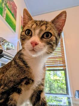 Chas -  Domestic Short Hair Cat for Adoption - Chas | PetCurious