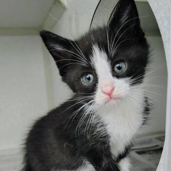 J&J: Jerry -  Domestic Short Hair Cat for Adoption in Falls Church, Virginia - J&J: Jerry | PetCurious