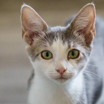 Lollipop -  American Shorthair and Tabby Cat for Adoption in Lampasas, Texas - Lollipop | PetCurious