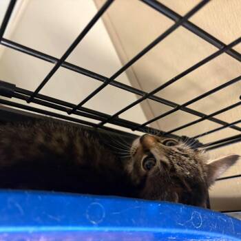 Cash -  Domestic Short Hair Cat Available for Adoption in Pennsville Township, New Jersey - Cash | PetCurious