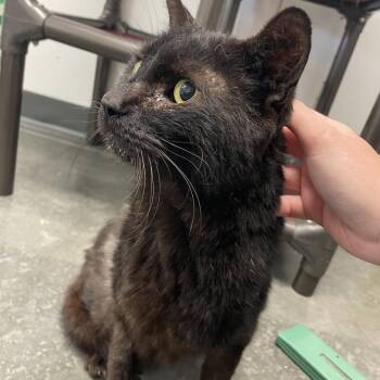 Legs -  Domestic Short Hair Cat for Adoption in Dickinson, Texas - Legs | PetCurious