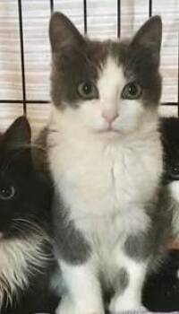 Domestic Short Hair Cats Available for Adoption - Romy | PetCurious