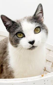 Turkish Van and Russian Blue Cats Available for Adoption in Bedford Hills, New York - Betty Is A Beauty Inside And Out!  SUPER SWEET!  Super Gorgeous! | PetCurious