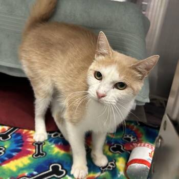 Oatmeal -  Domestic Short Hair Cat for Adoption in Charlottesville, Virginia - Oatmeal | PetCurious