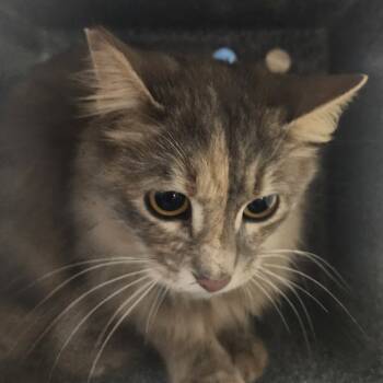 Rescue Domestic Medium Hair Cats for Adoption in Evensville, Tennessee - Jasmine | PetCurious