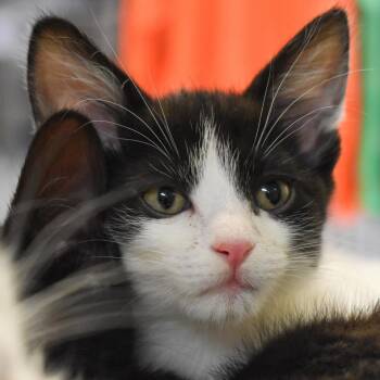 Domestic Short Hair Cats Available for Adoption - Twilight | PetCurious