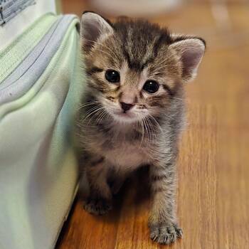 Yuffie -  Domestic Short Hair Cat for Adoption in League City, Texas - Yuffie | PetCurious