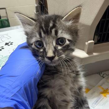 Alfred -  Domestic Short Hair Cat for Adoption in Milton, Florida - Alfred | PetCurious