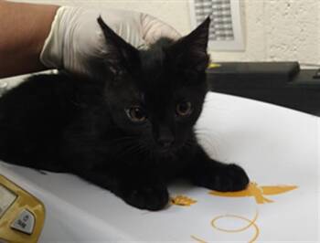 SURYA -  Domestic Short Hair Cat for Adoption in Santa Fe, New Mexico - SURYA | PetCurious