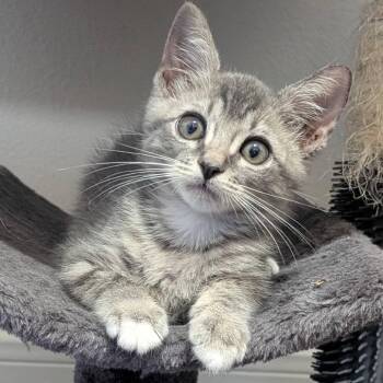 Rescue Domestic Short Hair Cats for Adoption in Houston, Texas - Poupon | PetCurious