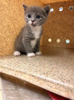 Domestic Short Hair Cats Available for Adoption in Riverside, California - BEAST | PetCurious