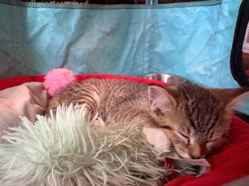Domestic Short Hair Cats Available for Adoption in Herndon, Virginia - Teddy | PetCurious