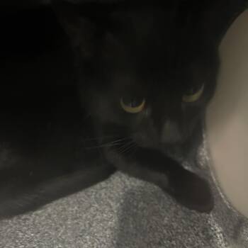 Tarte Tatin -  Domestic Short Hair Cat for Adoption in Greensboro, North Carolina - Tarte Tatin | PetCurious